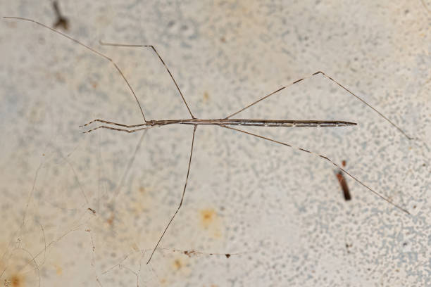 Thread Like Insect 170+ Brazilian Stick Insect Stock Photos, Pictures & Royalty-Free ...