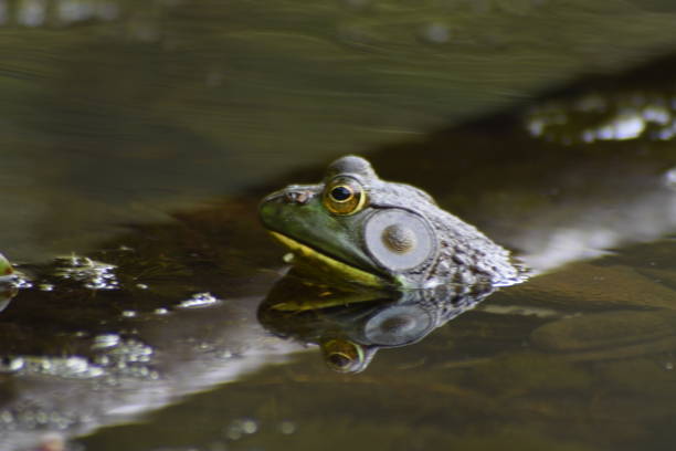 istock Appalachian Trail Pond Frog 1449861363