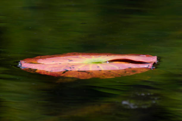 Lily in a pond along the Appalachian Trail
