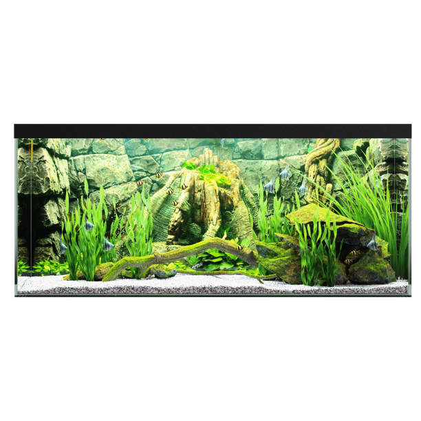 istock 3d illustration of aquarium isolated on white background 1449861372
