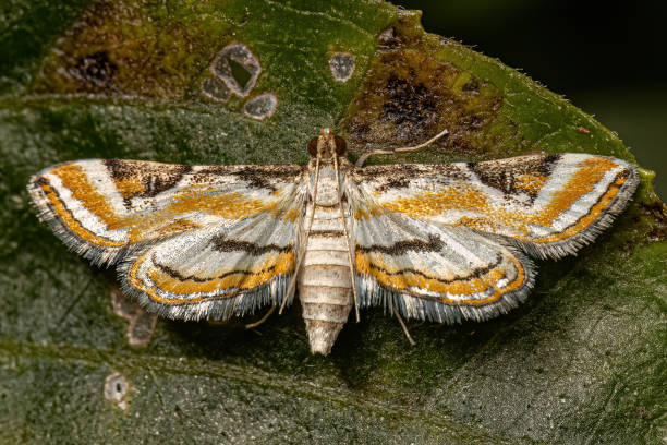 istock Adult China-mark Moth 1449861373