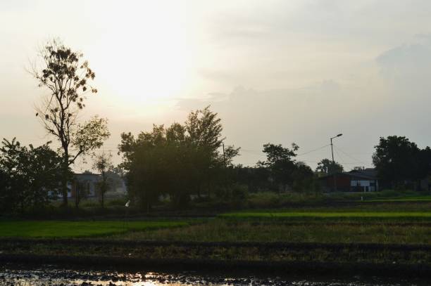istock the view of the rice fields in the morning 1449861375