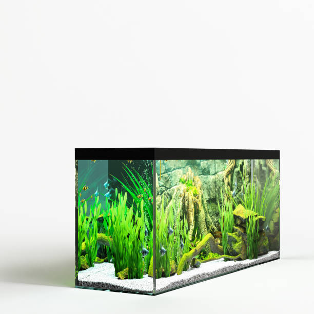 istock 3d illustration of aquarium isolated on white background 1449861383