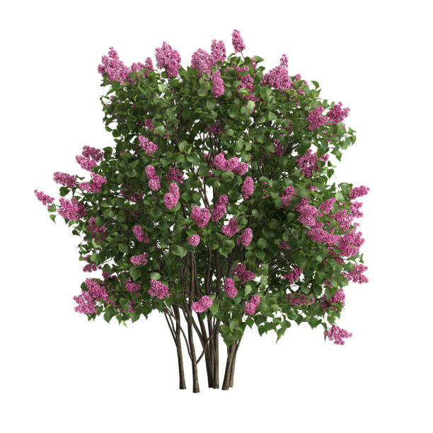 istock 3d illustration of bush lilac isolated on white background 1449861485