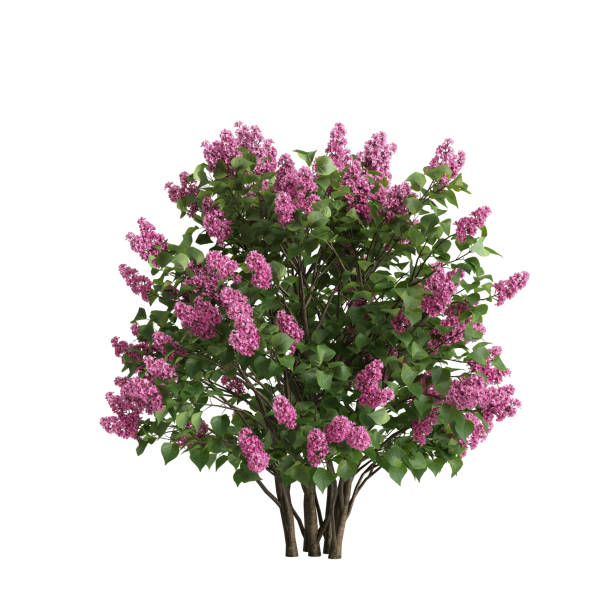 istock 3d illustration of bush lilac isolated on white background 1449861486
