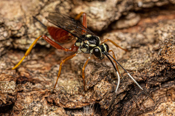 istock Adult Ichneumonid Wasp 1449861669