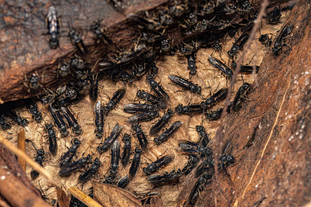 istock Adult Paper Wasps 1449861700