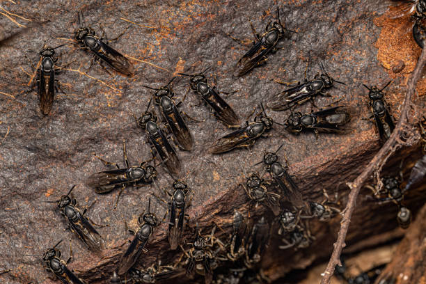 istock Adult Paper Wasps 1449861701