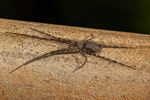 Adult Female Trechaleid Spider of the Genus Paradossenus