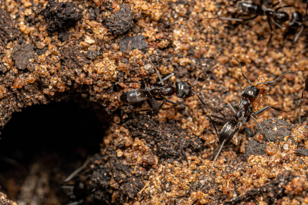 istock Adult Pyramid Ants 1449861815