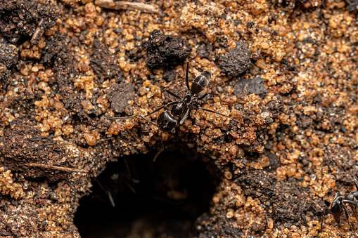 Adult Pyramid Ants of the Genus Dorymyrmex