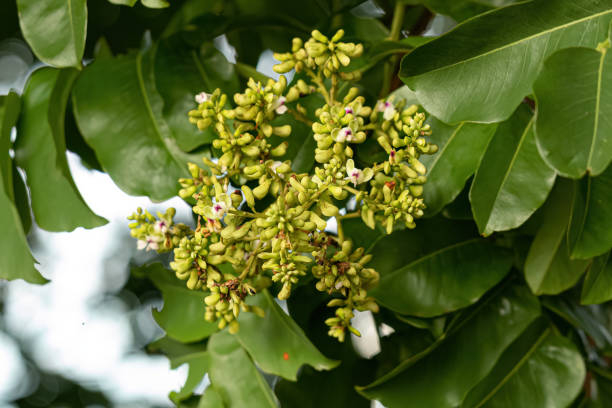 통카 콩 나무 꽃 - baru 뉴스 사진 이미지
