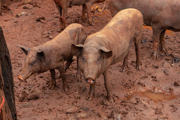 istock Pig raised in an outdoor pigsty 1449862788