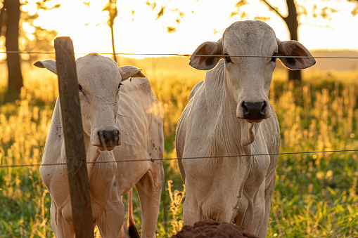 Adult white cow on a farm at sunrise