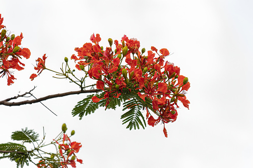 Red Flower of the tree Flamboyant of the species Delonix regia with selective focus