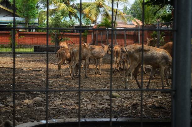istock herd of deer in the corral 1449863126