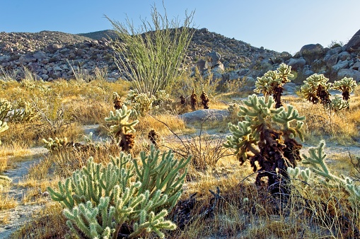 Abundantes cactus crecen en todo el parque estatal del desierto de Anza Borrego photo