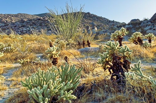 Saguaro cactus at sunset in Arizona