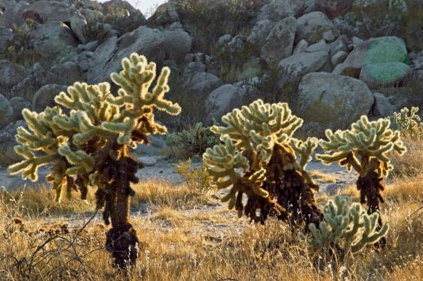 istock Abundant cactus grows throughout the Anza Borrego Desert state park 1449866436