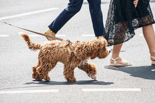 Funny shaggy dog on a leash crosses the road at a traffic light with other people
