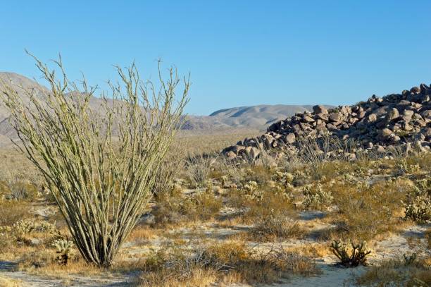 istock Abundant cactus grows throughout the Anza Borrego Desert state park 1449866727