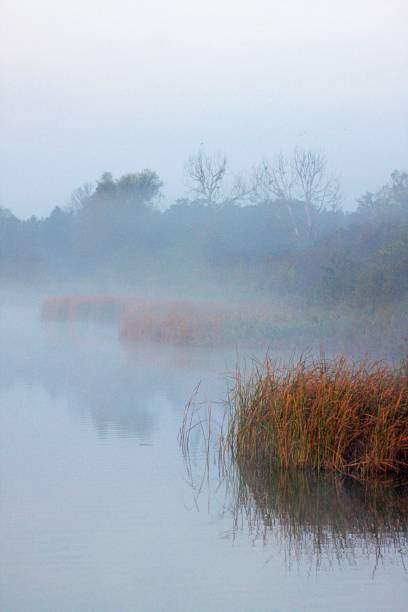 istock Morning mist over lake 1449868281