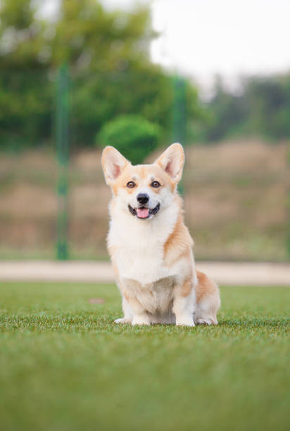 istock Welsh corgi pembroke in the park 1449869424
