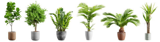 schöne pflanzen in keramiktöpfen isoliert auf transparentem hintergrund. 3d-rendering. - tropischer strauch stock-fotos und bilder