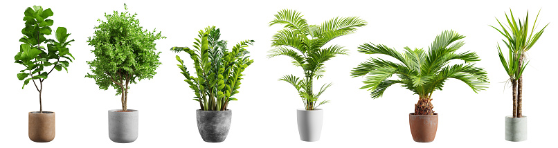 Beautiful plants in ceramic pots isolated on transparent background. 3D rendering. 3D illustration.