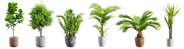 Photo of Beautiful plants in ceramic pots isolated on transparent background. 3D rendering.