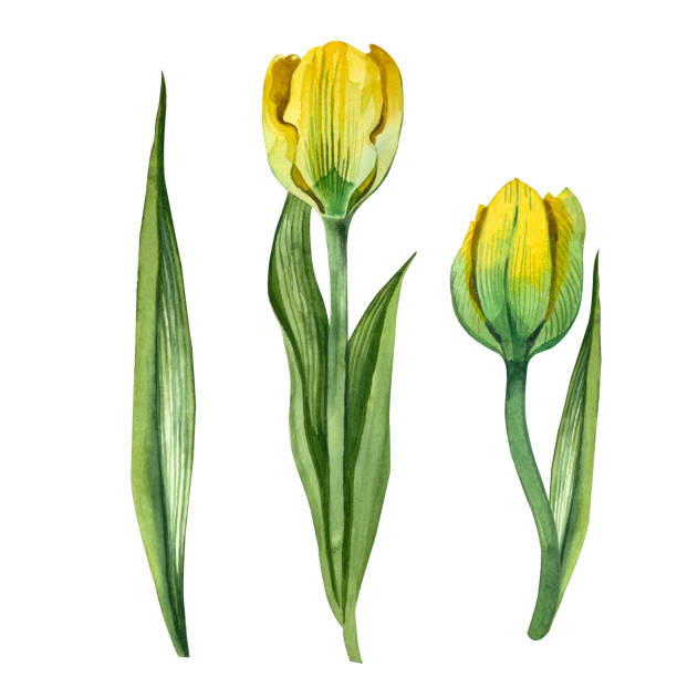 istock Yellow tulips isolated on a white background. Hand-painted in watercolor. 1449871856