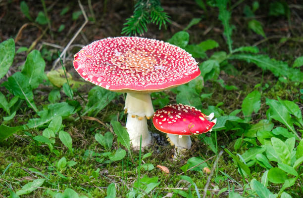 녹색 땅에 성숙한 크고 작은 파리 agaric (amanita muscaria) - mushroom fly agaric mushroom photograph toadstool 뉴스 사진 이미지