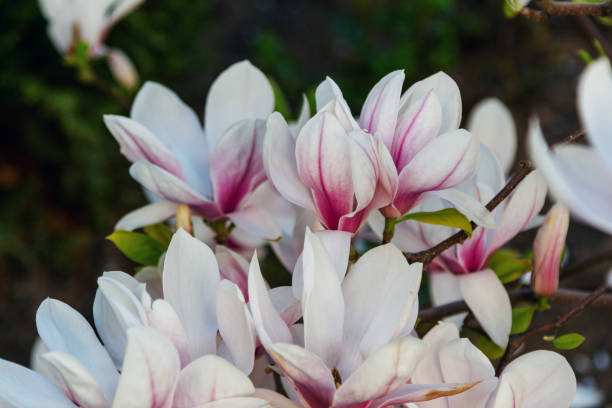 istock Close up beautiful white and pink magnolia flowers 1449873373
