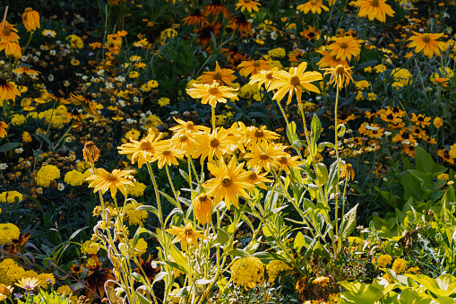 Argyranthemum frutescens or marguerite daisy flower blooming in park or garden