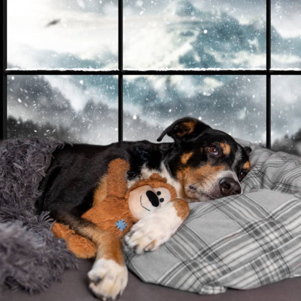 istock Dog is sleeping with a teddy bear in the bed. Snow in the Background 1449875891