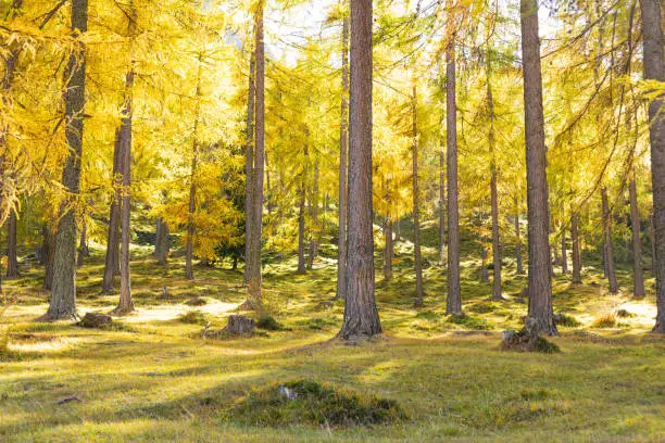 The golden Forrest of Sent. Small and beautiful town in Switzerland.