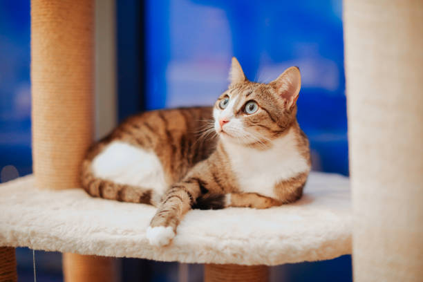 istock Cat with green eyes looks at camera 1449876648