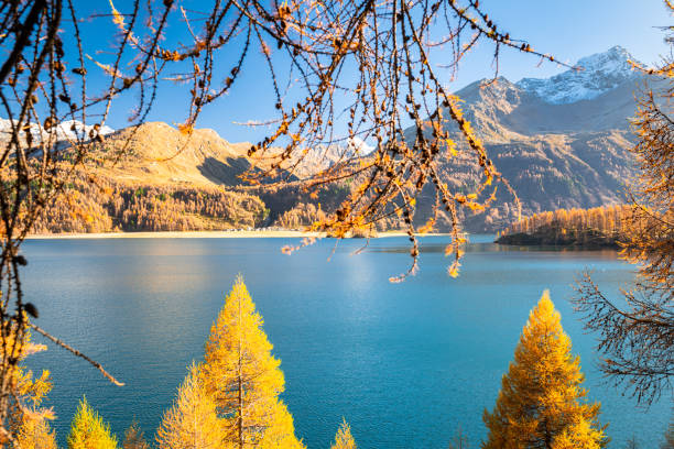 istock Yellow larch trees at Sils Lake on a sunny day in October 1449876924