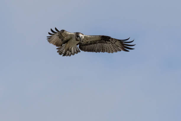 istock Osprey in flying on a blue sky background. 1449878128
