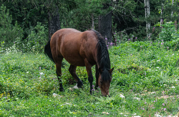 istock A wild horse grazes the grass 1449879042
