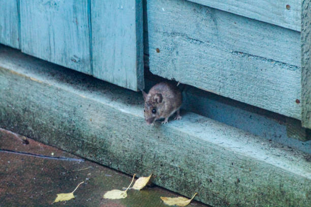 istock Field mouse under a garden shed 1449879099