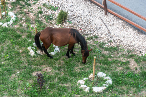 A wild horse grazes the grass