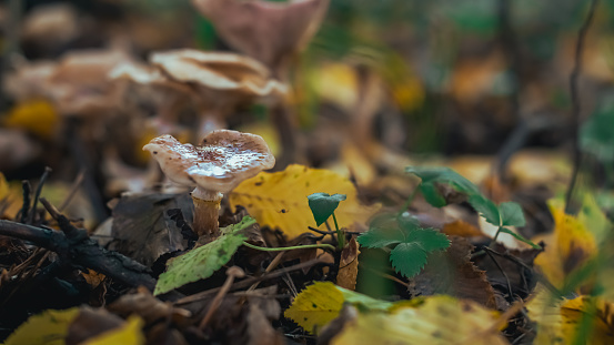 Mushroom in the forest, Munich