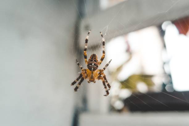 istock Macro selective focus shot of a European garden spider (Araneus diadematus) on a spider web 1449881619
