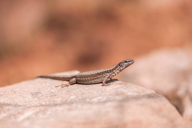 istock Selective focus of an Iberian wall lizard (Podarcis hispanica) on a stone 1449881625