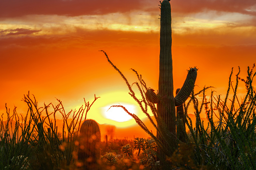 Wild West Sunset with Cactus Silhouette