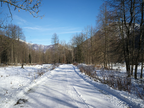 Winter landscape with clear blue sky and sunshine, snow on the trees, Gällivare county, Swedish Lapland, Sweden