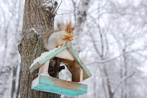 A red squirrel sits on a feeder and eats nuts. Beautiful winter park. Ryazan