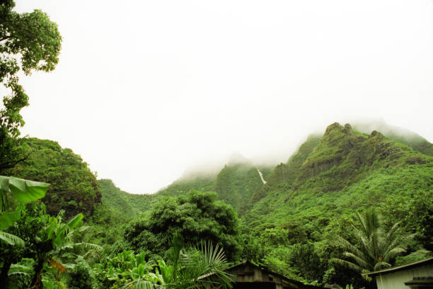 A vintage 1980s film photograph of the lush green Hawaiian hills from the ground on the island of Maui with a dense fog.