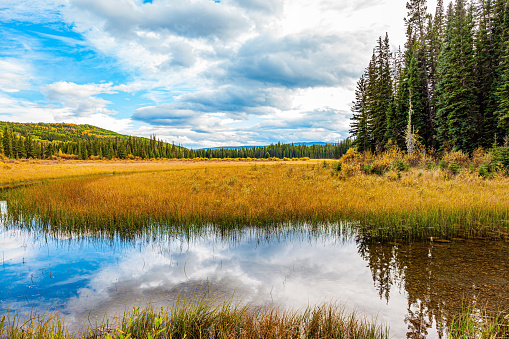 Autumn trip to the west of Canada. The tall grass turned yellow. The smooth lake surface reflects the cloudy sky and slender fir trees. The shallow lake is surrounded by an evergreen forest.